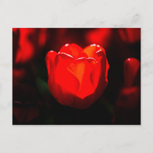 Röd tulpanblomma - Eld Vykort