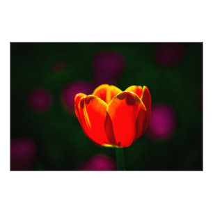 Röd tulpanblomma fototryck
