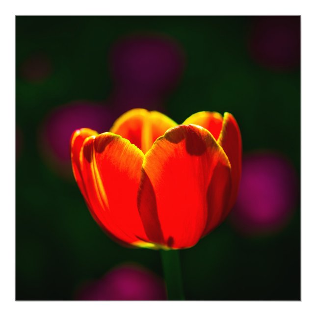 Röd tulpanblomma fototryck (Framsidan)