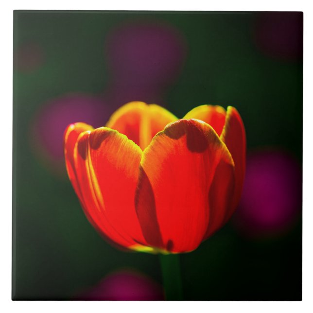 Röd tulpanblomma kakelplatta (Framsidan)
