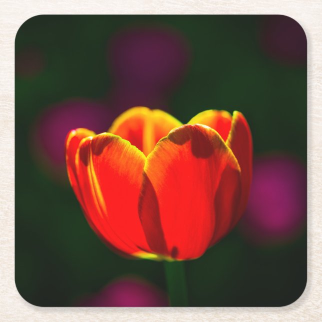 Röd tulpanblomma underlägg papper kvadrat (Framsidan)