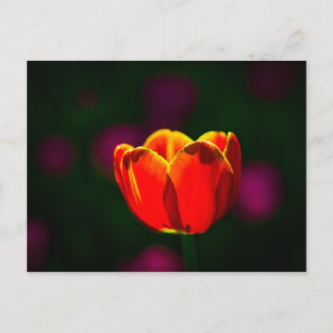 Röd tulpanblomma vykort