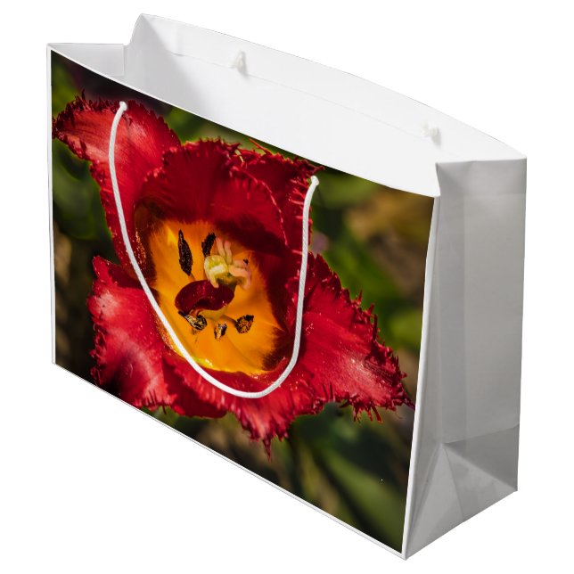 Röd tulpaner (Baksidan Vinklad)