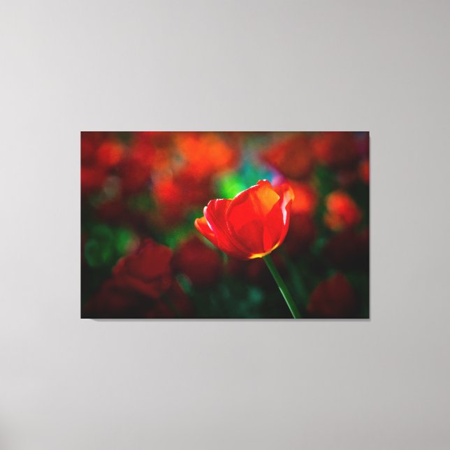 Röd tulpaner canvastryck (Framsida)