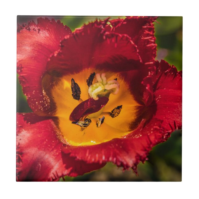 Röd tulpaner kakelplatta (Framsidan)