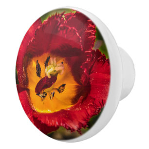 Röd tulpaner knopp