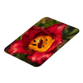 Röd tulpaner magnet