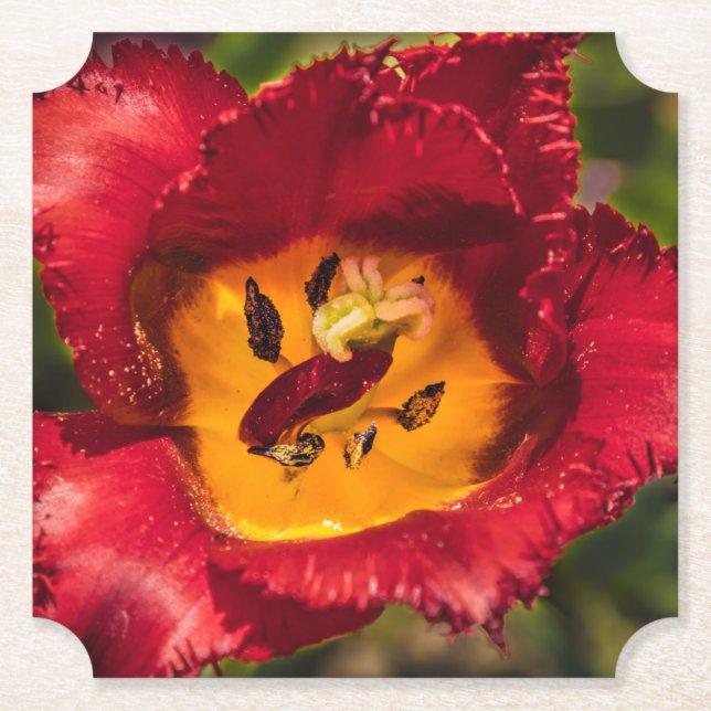 Röd tulpaner underlägg papper (Framsida)