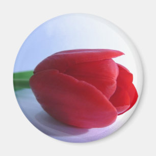 Röd tulpanmagnet magnet