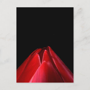 Röd tulpanminimalistisk Blommigt Vykort