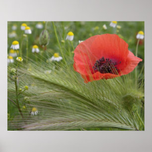 Röd vallmo blomma, Toscana, Italien Poster