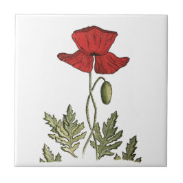 Röd vallmo kakelplatta
