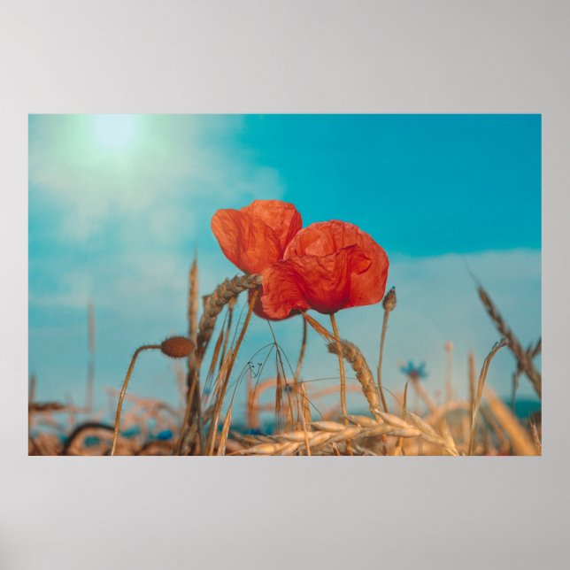 Röd vallmo  - poster (Framsidan)