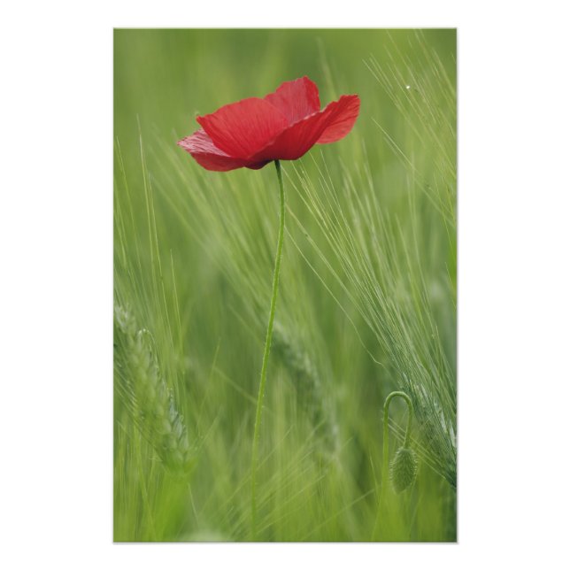 Röd vallmoblomma mellan vete, skörd, Toscana, Fototryck (Framsidan)