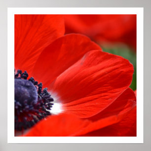Röd vallmovårblommigt poster