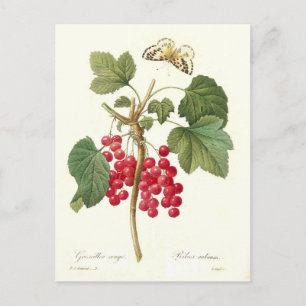 Röd valuta vykort