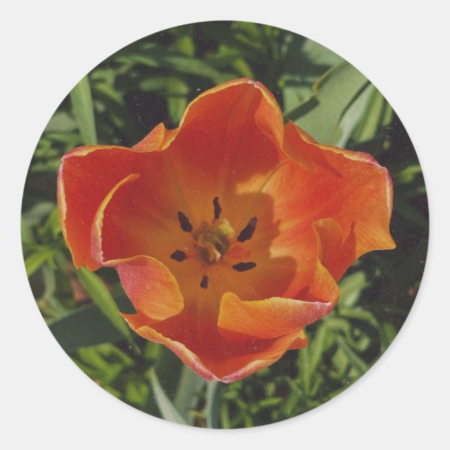 röd vårblomma runt klistermärke (Framsida)