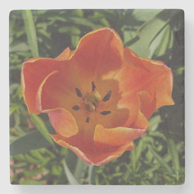 röd vårblomma stenunderlägg (Framsidan)