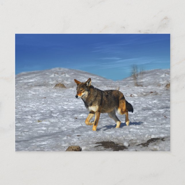 Röd Varg februari 2011 Vykort (Framsida)