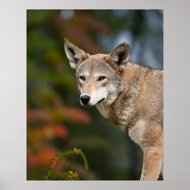 Röd Varg Poster (Framsidan)