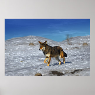 Röd Varg Vinter februari 2011 Poster