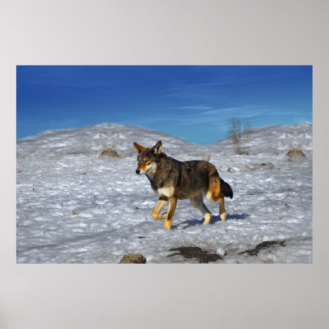 Röd Varg Vinter februari 2011 Poster (Framsidan)