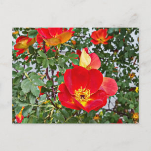 röd vild ro blommor, originalfoto helg vykort