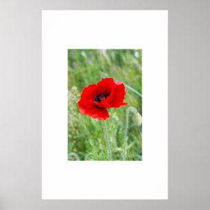 Röd vild-vallmoblomma poster
