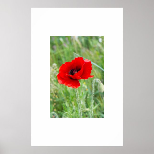 Röd vild-vallmoblomma poster (Framsidan)