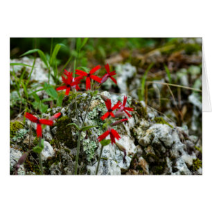 Röd vildblomma på sten hälsningskort