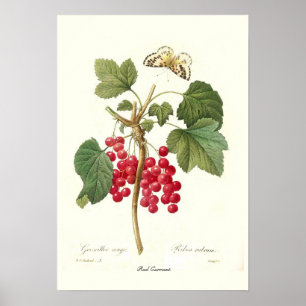 Röd vinbär poster