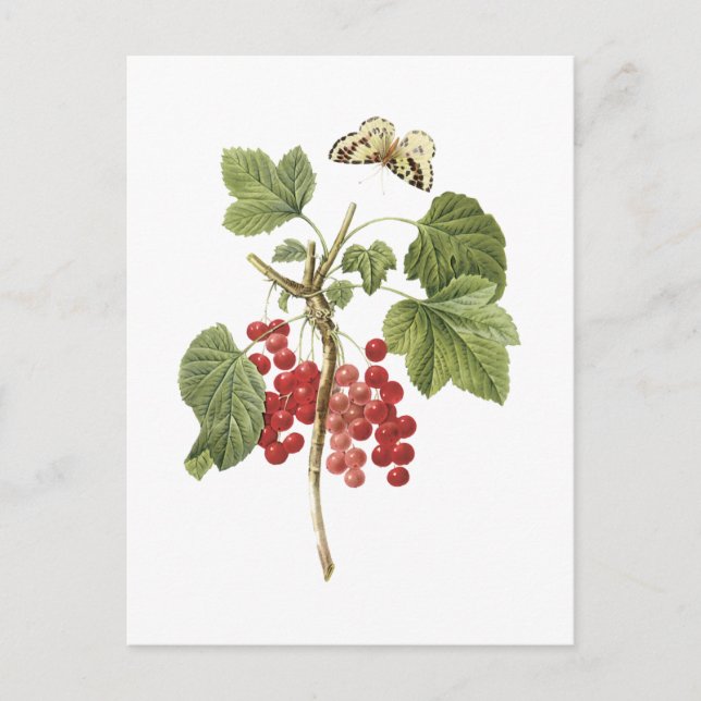 röd vinbär (Ribes rubrum) från Redouté Vykort (Framsida)