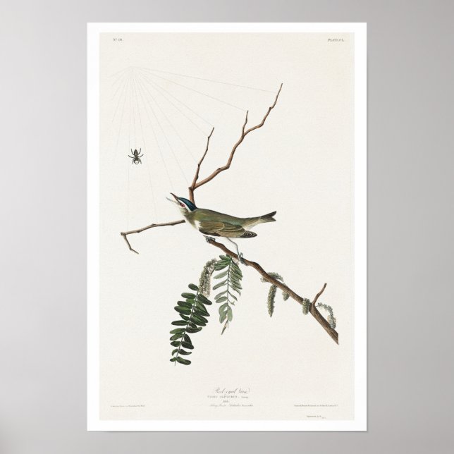 Röd vireo från Audubon Poster (Framsidan)