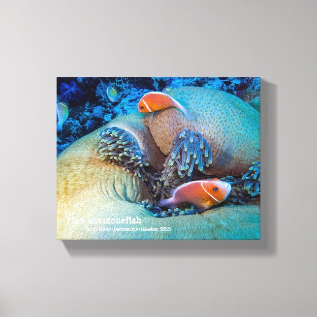 Röd-vit clownfisk och havsanemon canvastryck (Framsida)