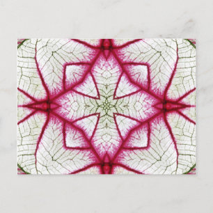 Röd, vit och Grönt Caladium Kaleidoscope Vykort