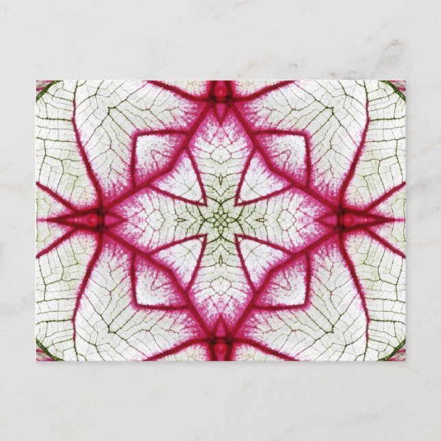 Röd, vit och Grönt Caladium Kaleidoscope Vykort (Framsida)