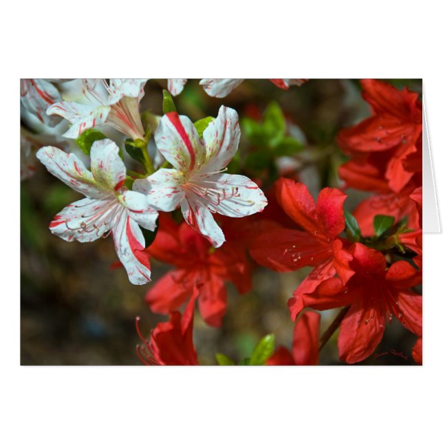 Röd, vit och vacker hälsningskort (Framsidan Horizontal)