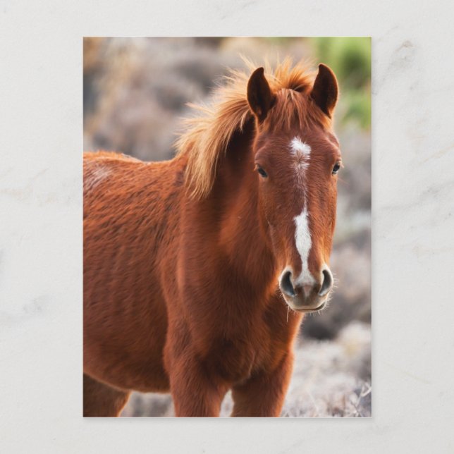 Röd Vykort (Framsida)