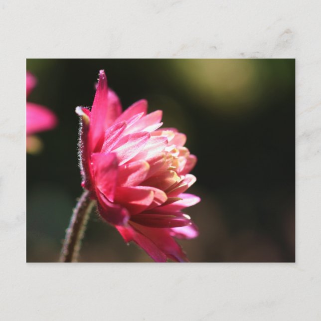 Röd vykort för blommasolljusblommigt (Framsida)