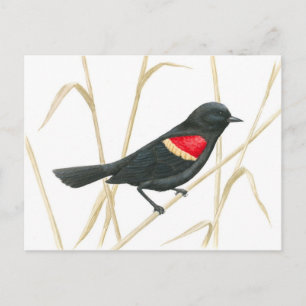 Röd-Winged Blackbird-vycard Vykort