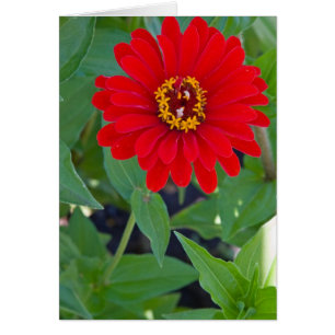 Röd Zinnia 2 OBS Kort