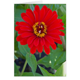 Röd Zinnia OBS Kort