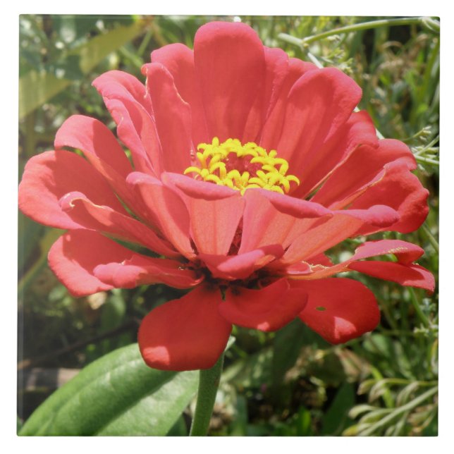 Röd Zinnia-platta Kakelplatta (Framsidan)