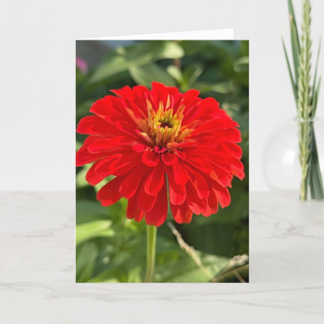 Röd Zinnia tom anteckningskorta Tack Kort (Framsida)