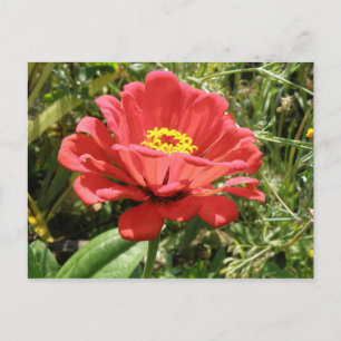 Röd Zinnia vykort