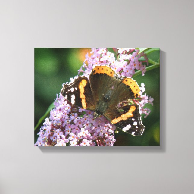 Röda Admiralens Fjäril och Buddleia Canvastryck (Framsida)