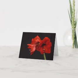 Röda Amaryllis Tack Kort