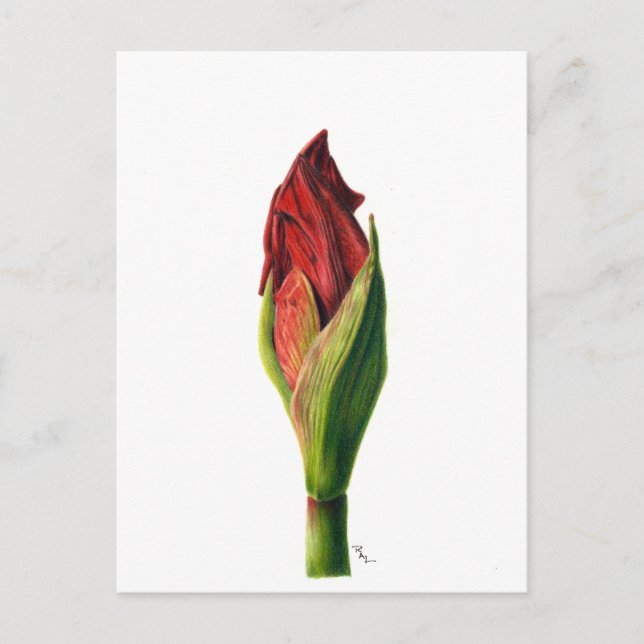 Röda Amaryllis-vykort Vykort (Framsida)
