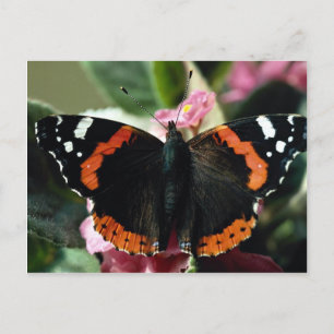 Röda amiral, Vanessa atalanta Vykort