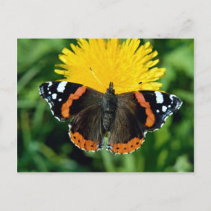 Röda amiral, Vanessa atalanta Vykort